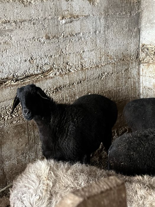 Қой саулық семіз бордақы