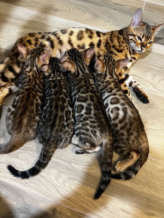 Бенгалски котета