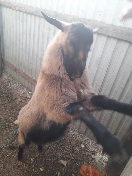 Сатылады Саудасыбар