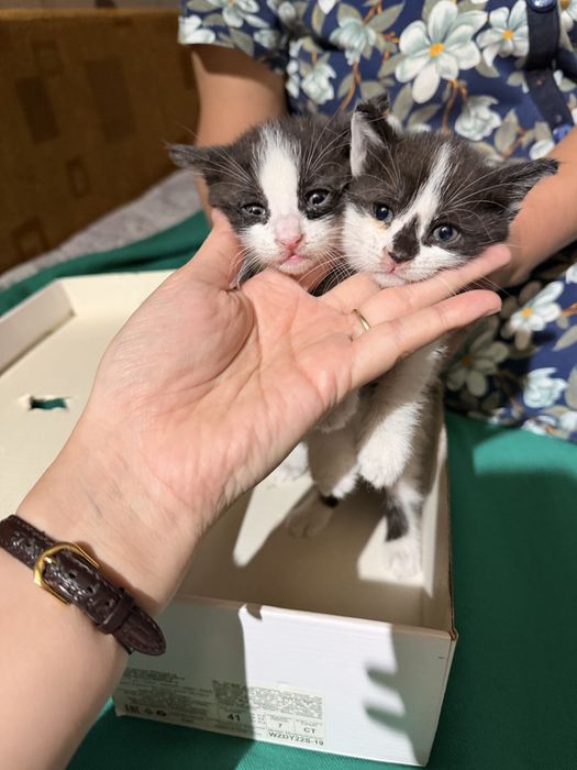 Отдам милых котят