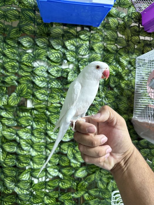 Ручной ожрелла белый попугай