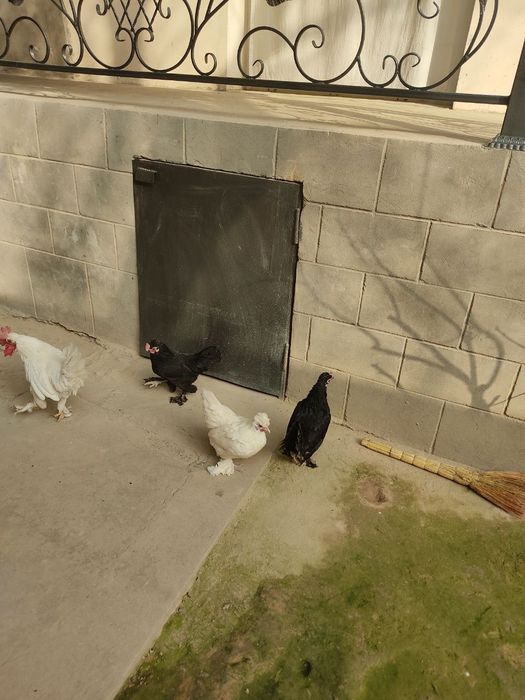 Япон товуклар сотилади