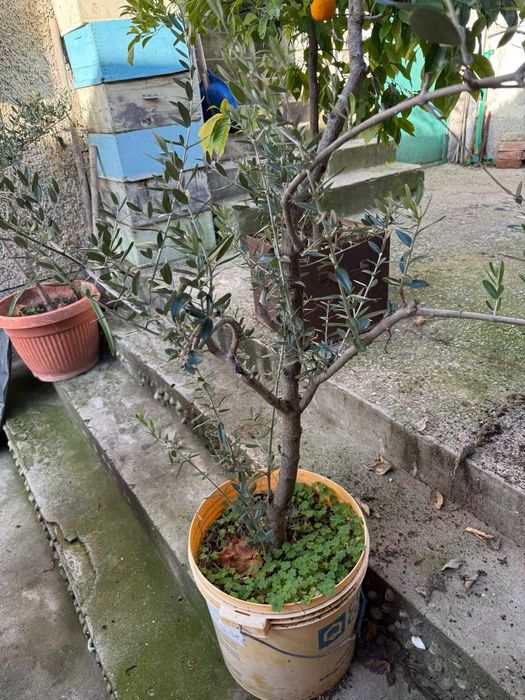 Маслиново дръвче