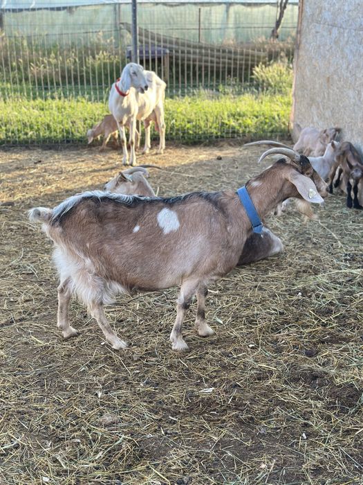 Vand capra aglo nubian metis cu alpina franceza