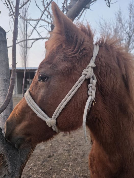 Жабагы сатылады.