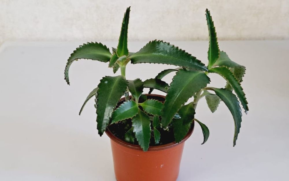 Комнатные цветы, цветы