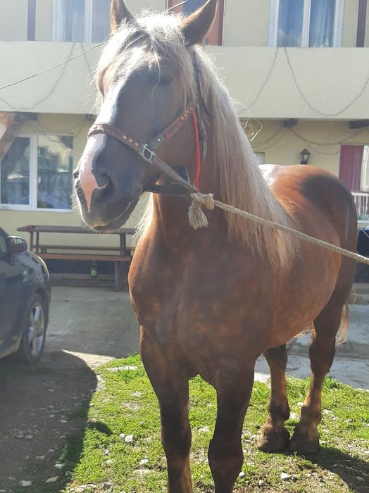 Cal castrat de vânzare