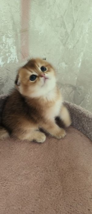 Мальчики фолд,золотая шиншила