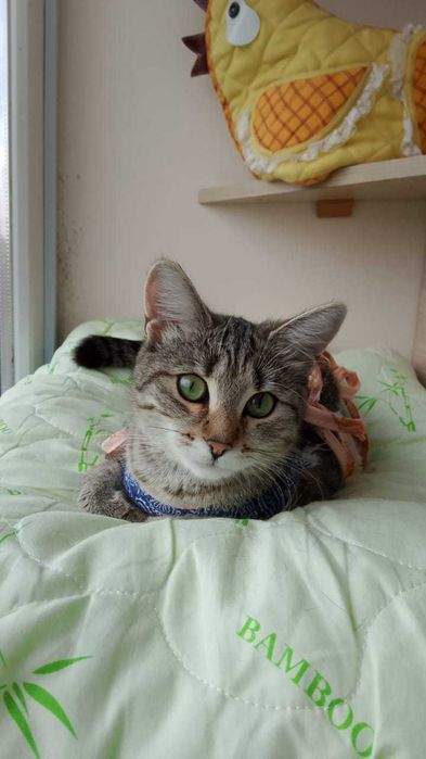 Кошечка 9 месяцев в добрые руки