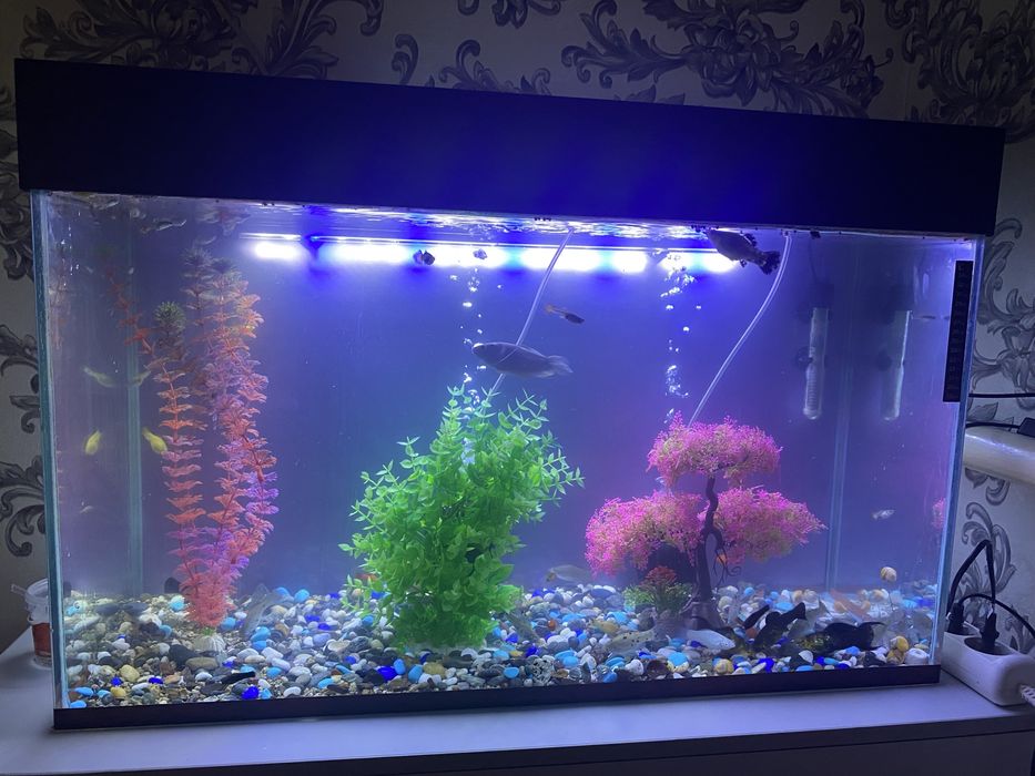 Продам аквариум и рыбок .