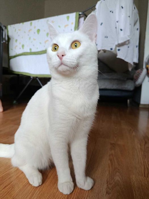 Отдам кота в хорошие руки.