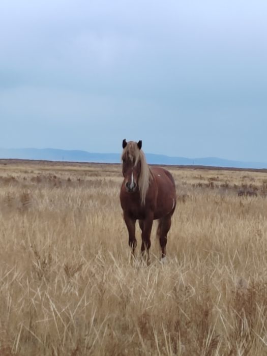 Айғыр, конь, Айгыр