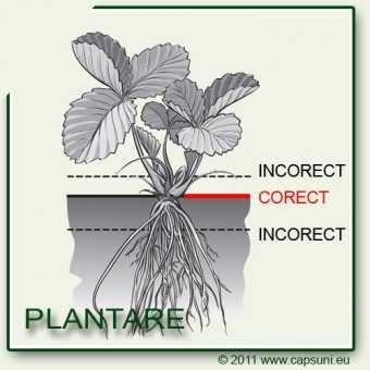 Stoloni de Căpșuni Remontant, Plante de Grădină Producător Certificat