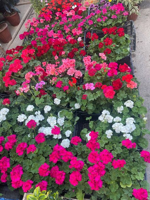 Gul ekamiz xar xil shakilda