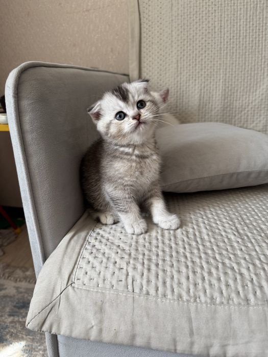 Продам котенка (мальчик)