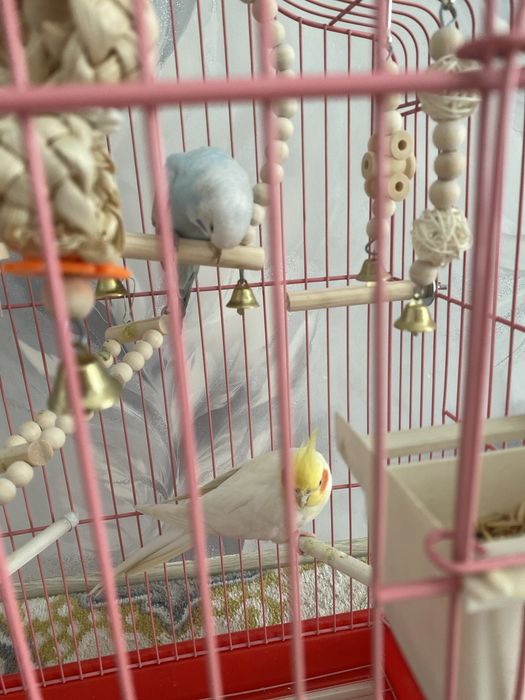 Попугай корелла волнистый продам