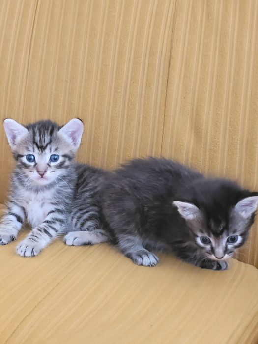 Котята-метисы.Мама-сфинкс папа сосед