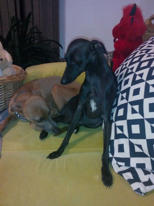 Малка италианска хрътка. Левретка