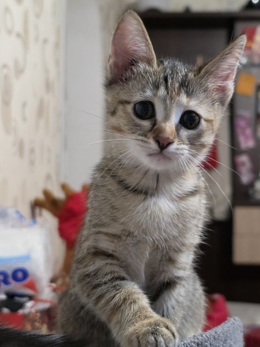 Отдам котят в доброе руки