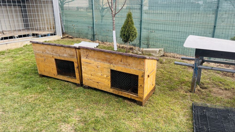 Custi ieppuri 200 bucata