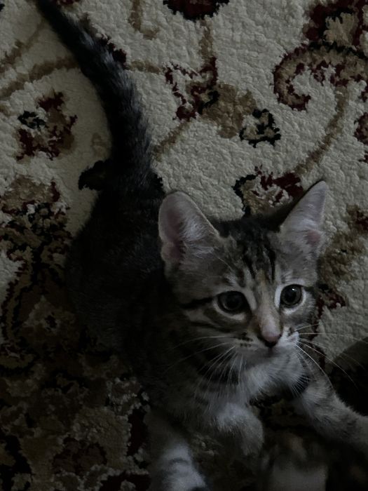 котенка 2 девочки