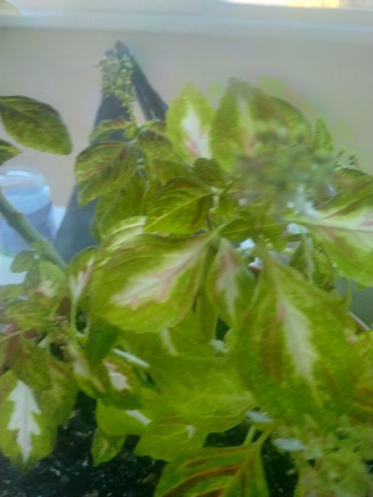 Цветы комнатные  цветущие