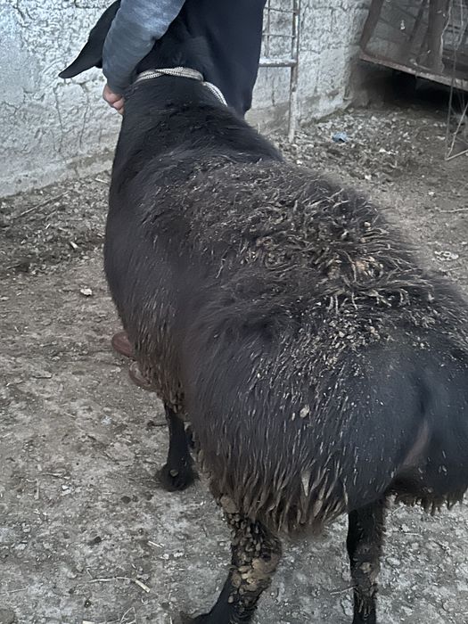 Kami bor  kichkinaro qoylaram bor kere bosa tel qlorasilar