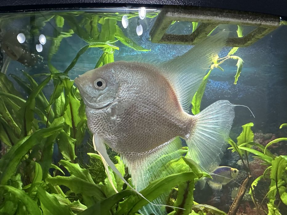 Продам взрослую Скалярии