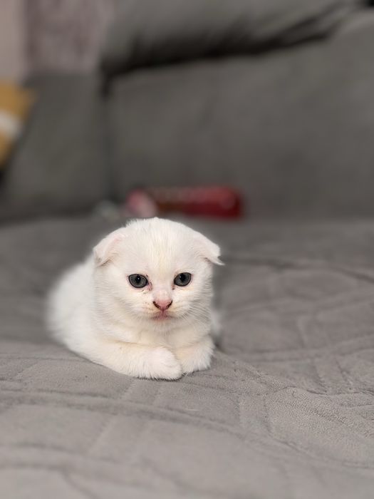 Милые котята ищут любящих хозяев