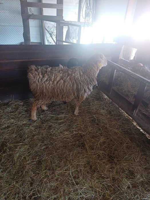 Продам ярку упитанная и кошкар