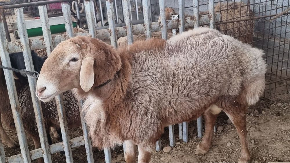 Зотдор кочкор сотилади