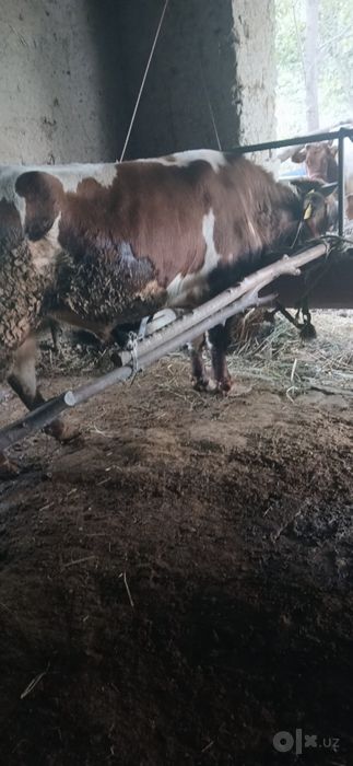 Buqa sotiladi 24 mln
