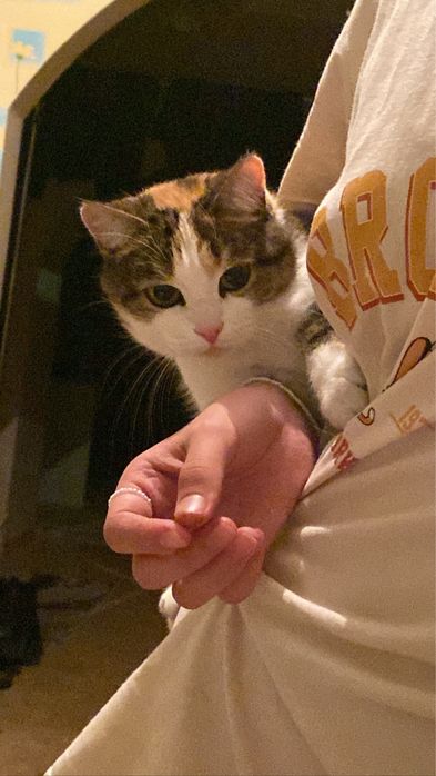 Отдам Кошку в хорошие руки!