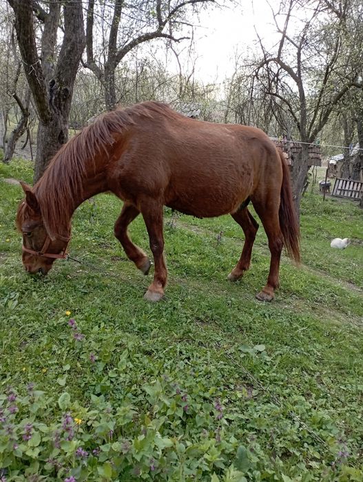 Iapa de vânzare Starchiojd prahova