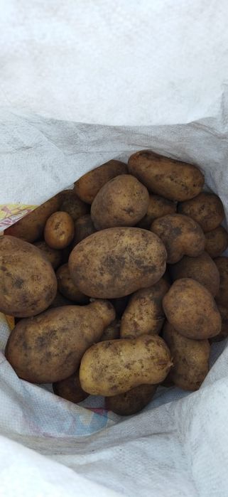 Картофель крупный