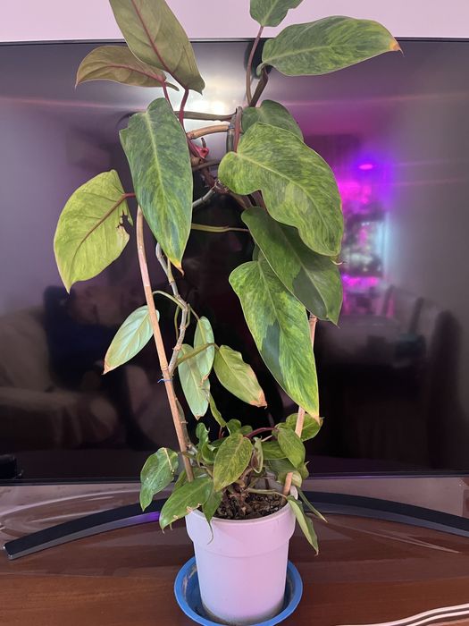 Филодендрон медуза