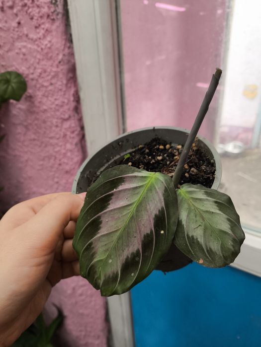 Бамбук и многое другое