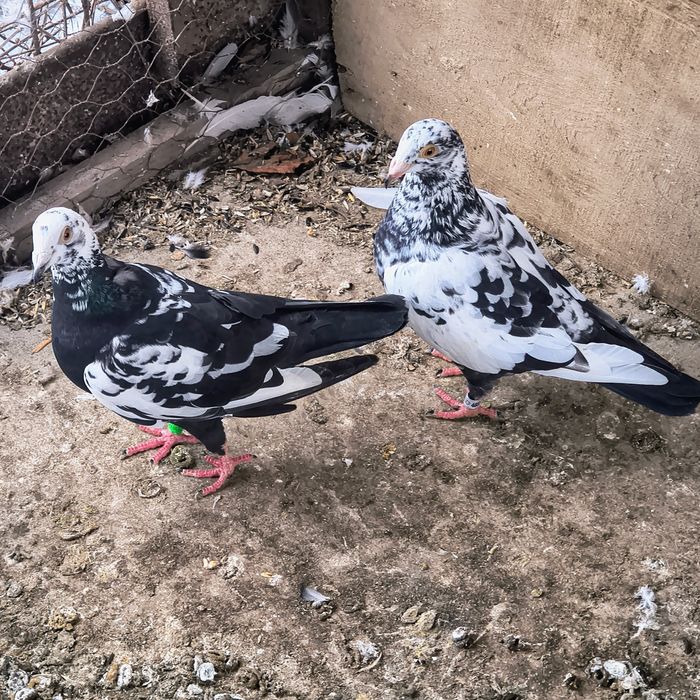 Vând o pereche de porumbei meulemans