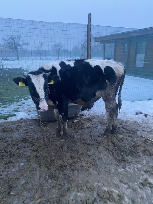 De vanzare 4 vitele și 4 tauri