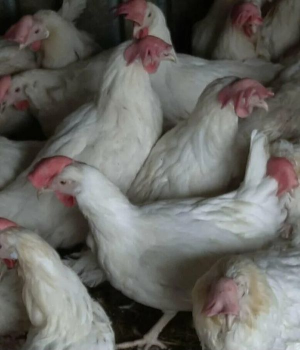 Куры несушки в наличии
