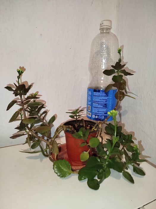 Каланхоэ цветущий