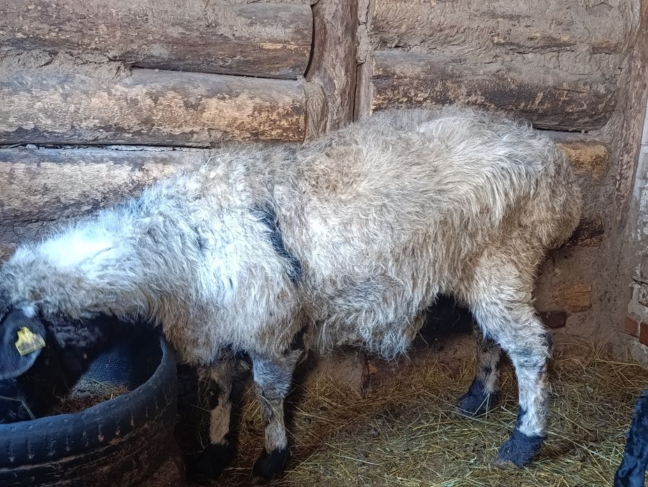 Продам овечку с ягненком