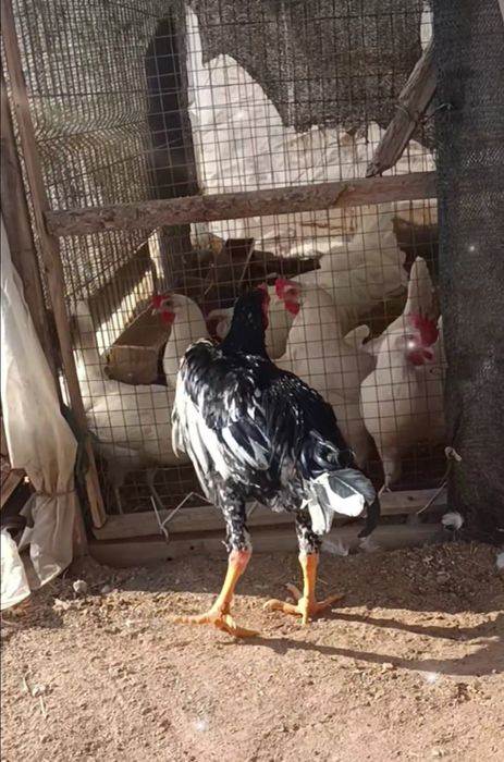 О шамо пара сатылады