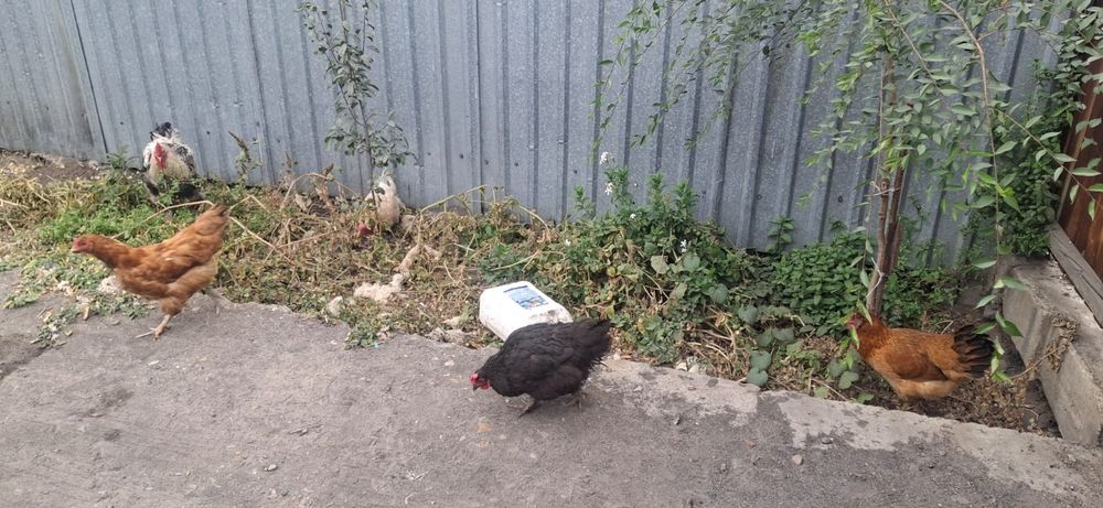 Продам куры, петух