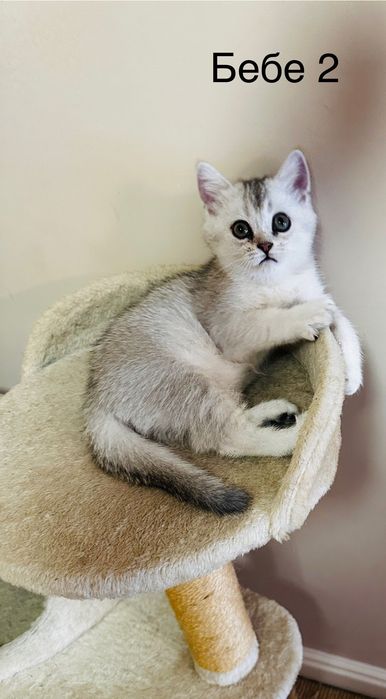 Британско късокосместо коте