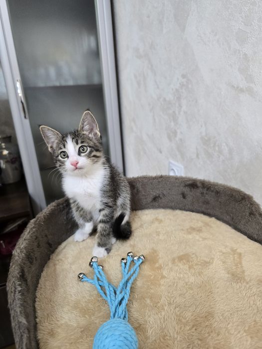 Отдаём котят мальчик и девочка, в добрые  и  ответственные  руки.
