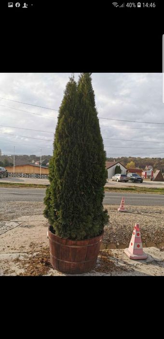 Tuia smaragd de mai multe dimensiuni tuia de calitate extra