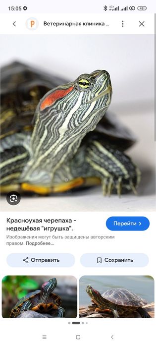 Морская черепаха красноухая