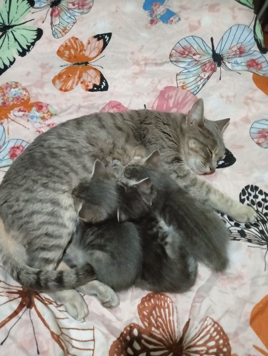 Котёнок в добрые руки