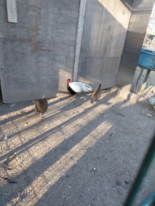 Vând fazani argintii